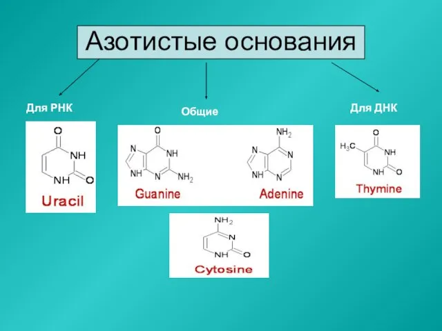 Азотистые основания Для ДНК Для РНК Общие