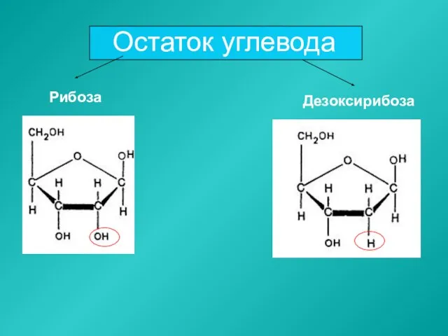 Остаток углевода Рибоза Дезоксирибоза