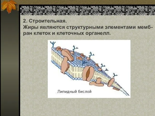 2. Строительная. Жиры являются структурными элементами мемб- ран клеток и клеточных органелл.