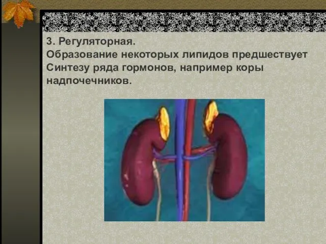 3. Регуляторная. Образование некоторых липидов предшествует Синтезу ряда гормонов, например коры надпочечников.