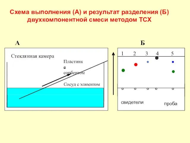 Схема выполнения (А) и результат разделения (Б) двухкомпонентной смеси методом ТСХ свидетели проба