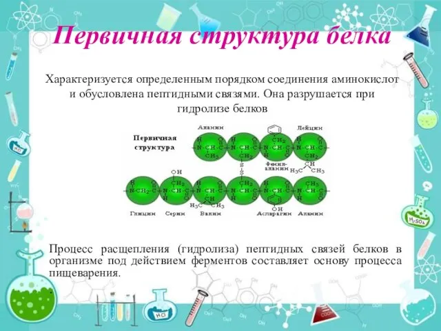 Первичная структура белка Процесс расщепления (гидролиза) пептидных связей белков в организме под