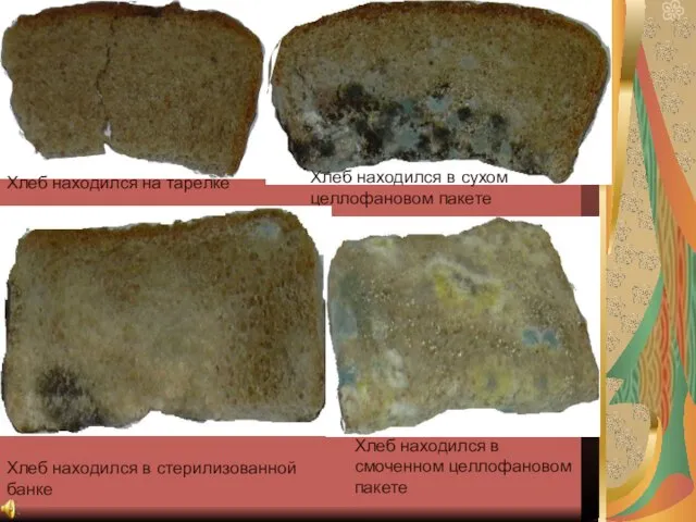 Фотографии после наблюдений Хлеб находился на тарелке Хлеб находился в сухом целлофановом