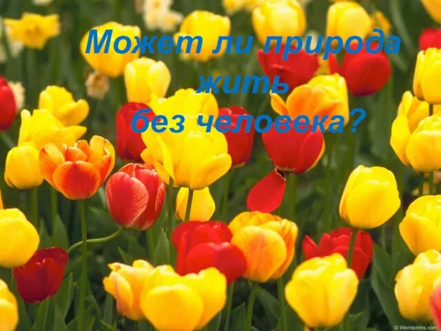 Может ли природа жить без человека?