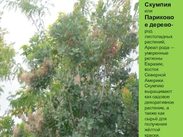 Скумпия или Париковое дерево- род листопадных растений, Ареал рода — умеренные регионы