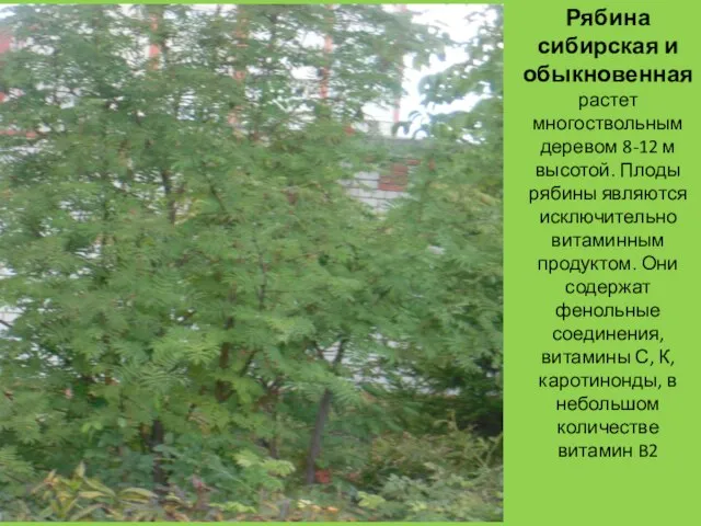 Рябина сибирская и обыкновенная растет многоствольным деревом 8-12 м высотой. Плоды рябины