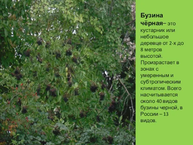 Бузина чёрная– это кустарник или небольшое деревце от 2-х до 8 метров