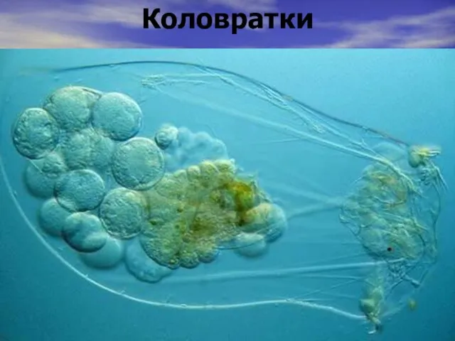 Коловратки