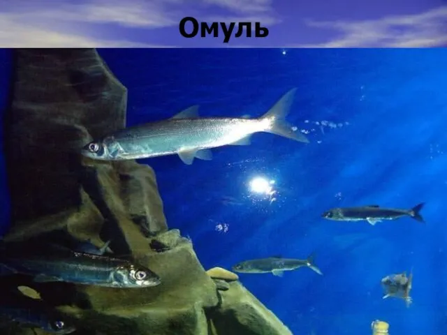 Омуль