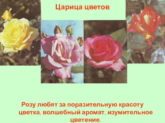 Царица цветов Розу любят за поразительную красоту цветка, волшебный аромат, изумительное цветение.