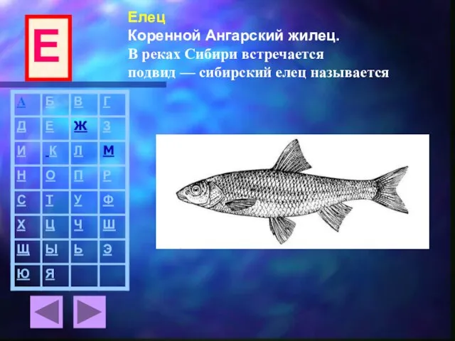 Елец Коренной Ангарский жилец. В реках Сибири встречается подвид — сибирский елец называется Е