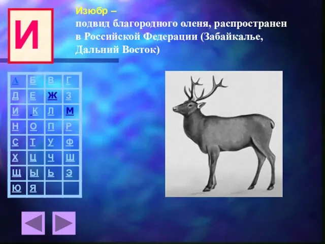 Изюбр – подвид благородного оленя, распространен в Российской Федерации (Забайкалье, Дальний Восток) И