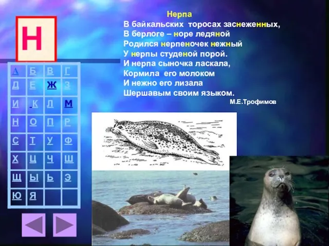 Нерпа В байкальских торосах заснеженных, В берлоге – норе ледяной Родился нерпеночек