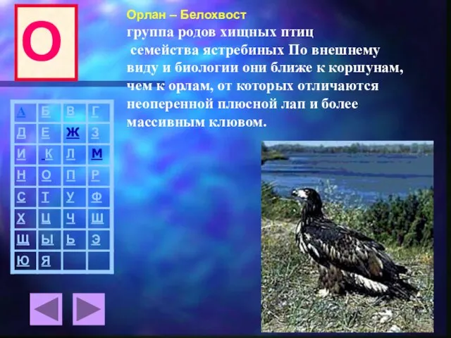 Орлан – Белохвост группа родов хищных птиц семейства ястребиных По внешнему виду