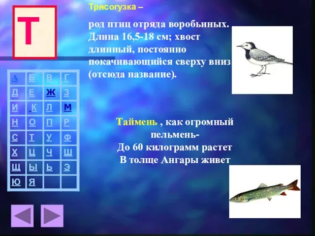 Трясогузка – род птиц отряда воробьиных. Длина 16,5-18 см; хвост длинный, постоянно