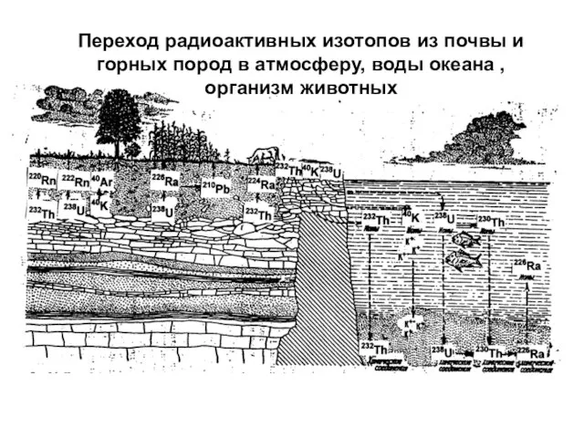 Переход радиоактивных изотопов из почвы и горных пород в атмосферу, воды океана , организм животных