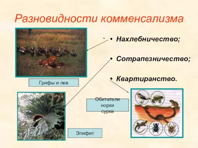 Разновидности комменсализма Нахлебничество; Сотрапезничество; Квартиранство. Грифы и лев Обитатели норки сурка Эпифит