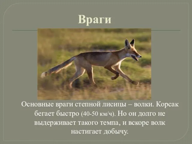 Враги Основные враги степной лисицы – волки. Корсак бегает быстро (40-50 км/ч).