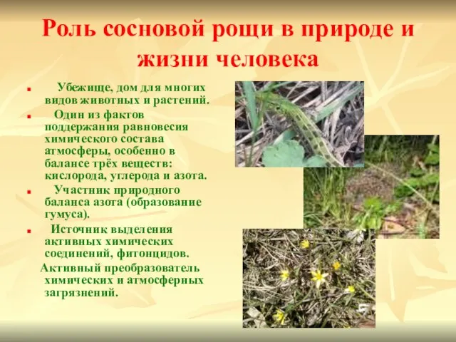 Роль сосновой рощи в природе и жизни человека Убежище, дом для многих