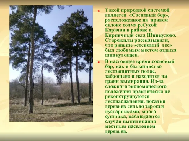 Такой природной системой является «Сосновый бор», расположенное на правом склоне холма р.Сухой