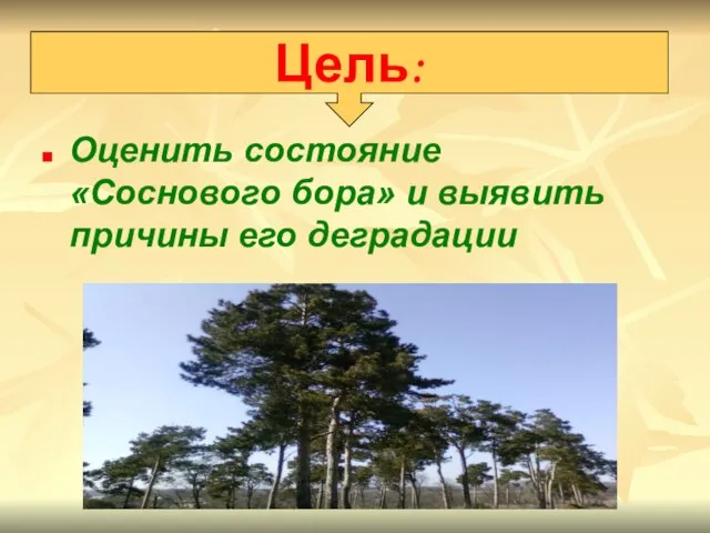 Оценить состояние «Соснового бора» и выявить причины его деградации Цель: