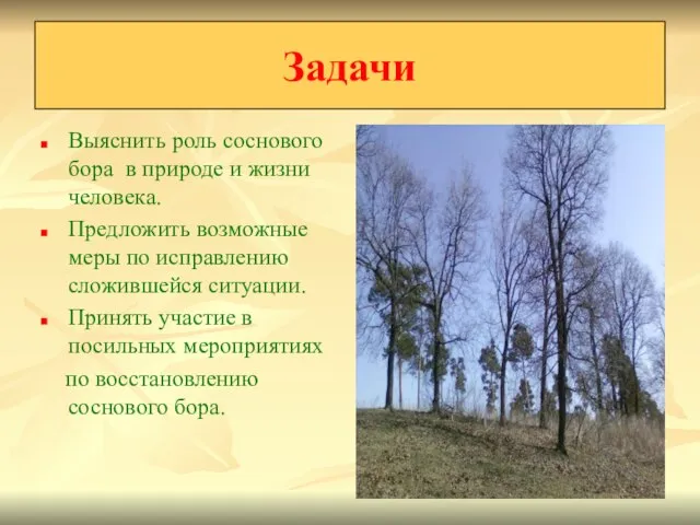 Выяснить роль соснового бора в природе и жизни человека. Предложить возможные меры