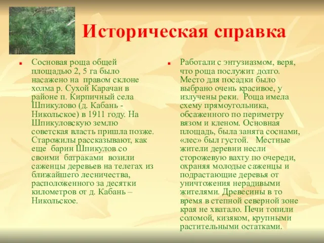 Историческая справка Сосновая роща общей площадью 2, 5 га было насажено на