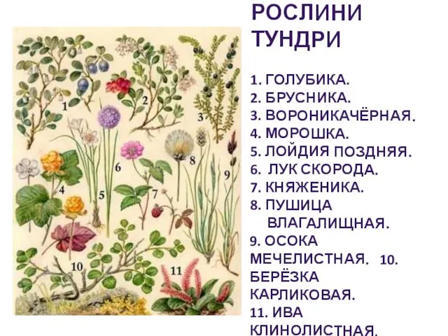 Рослини тундри 1. Голубика. 2. Брусника. 3. Вороникачёрная. 4. Морошка. 5. Лойдия