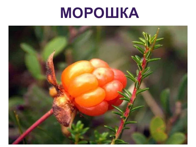 морошка