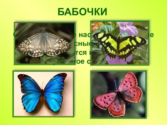 БАБОЧКИ Самые красивые насекомые. Хрупкие и прекрасные создания, превращаются из гусеницы в крылатое существо.