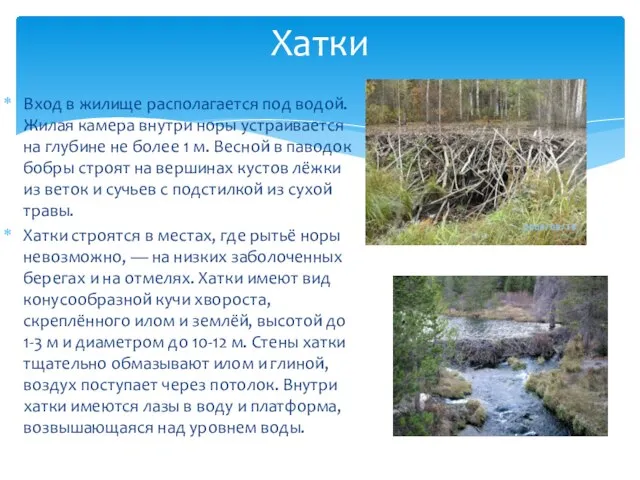 Вход в жилище располагается под водой. Жилая камера внутри норы устраивается на