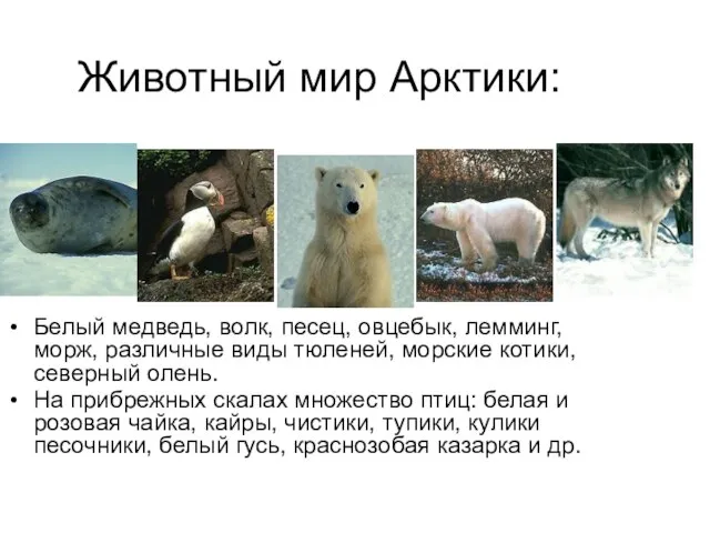 Животный мир Арктики: Белый медведь, волк, песец, овцебык, лемминг, морж, различные виды