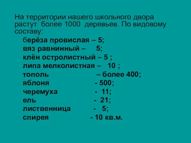 На территории нашего школьного двора растут более 1000 деревьев. По видовому составу: