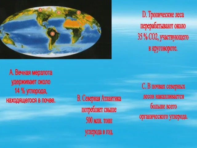 А. Вечная мерзлота удерживает около 14 % углерода, находящегося в почве. B.