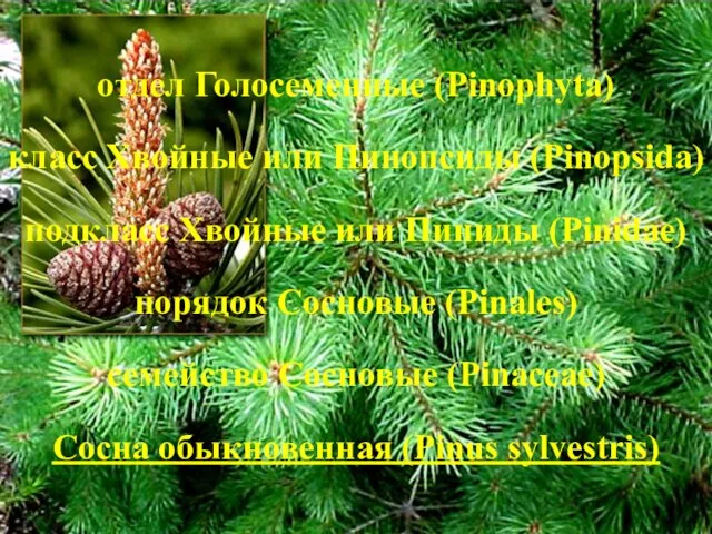 отдел Голосеменные (Pinophyta) класс Хвойные или Пинопсиды (Pinopsida) подкласс Хвойные или Пиниды