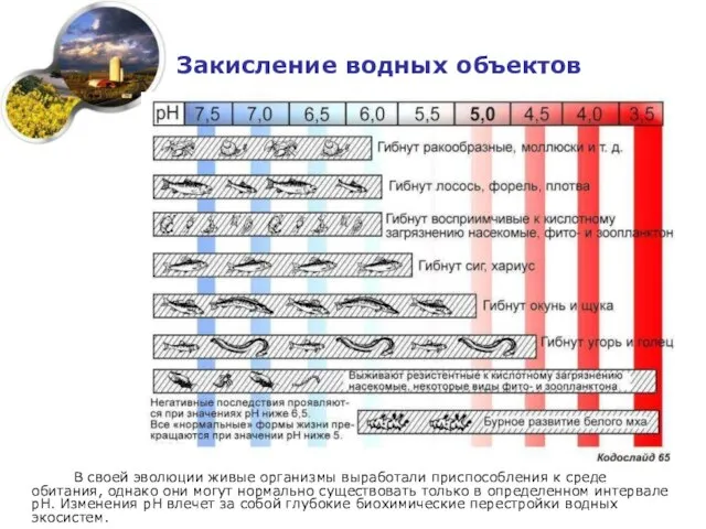 Закисление водных объектов В своей эволюции живые организмы выработали приспособления к среде