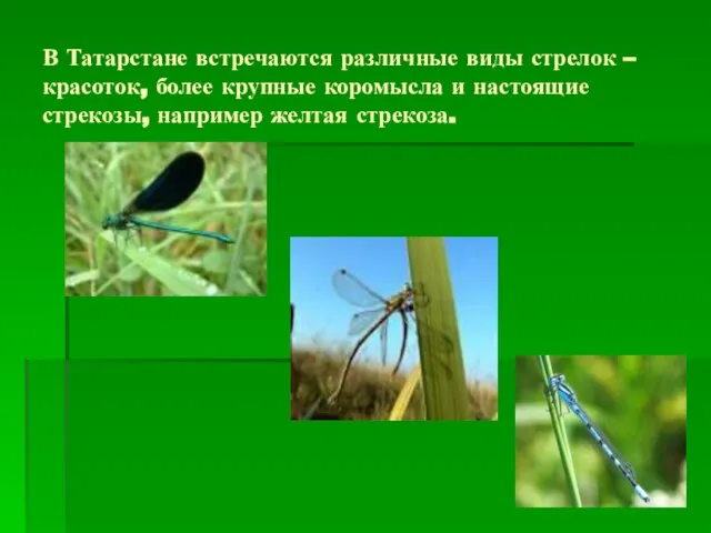 В Татарстане встречаются различные виды стрелок – красоток, более крупные коромысла и