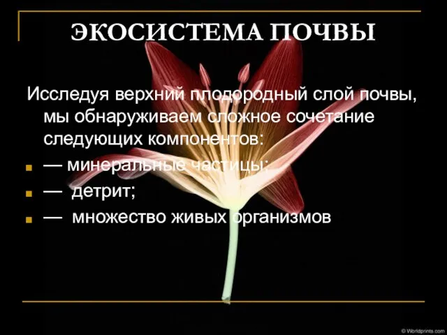 ЭКОСИСТЕМА ПОЧВЫ Исследуя верхний плодородный слой почвы, мы обнаруживаем сложное сочетание следующих