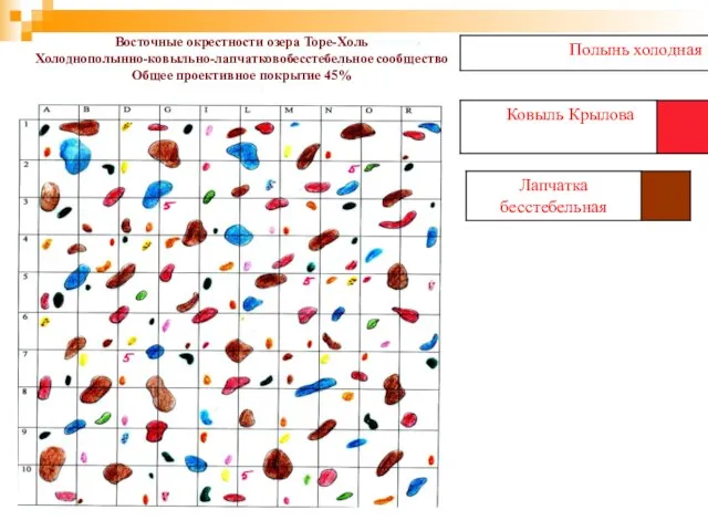 Восточные окрестности озера Торе-Холь Холоднополынно-ковыльно-лапчатковобесстебельное сообщество Общее проективное покрытие 45%