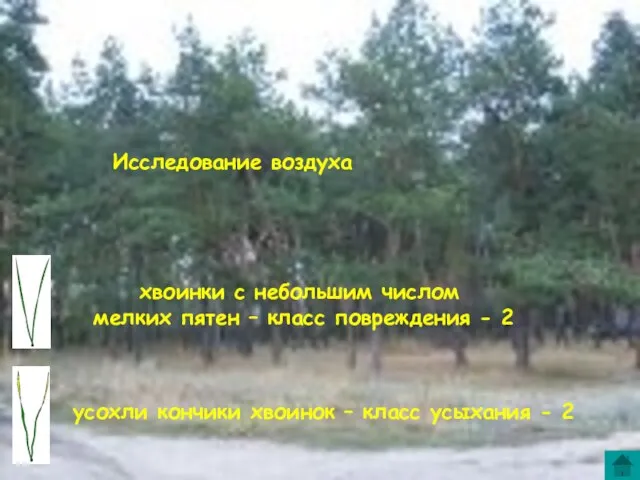 усохли кончики хвоинок – класс усыхания - 2 хвоинки с небольшим числом