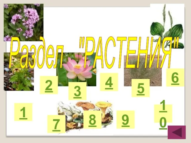 Раздел "РАСТЕНИЯ" 1 2 3 4 5 6 10 7 8 9