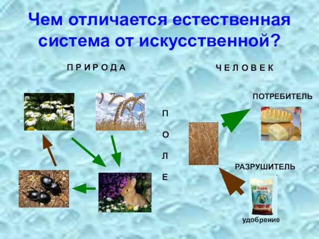 Чем отличается естественная система от искусственной? Ч Е Л О В Е