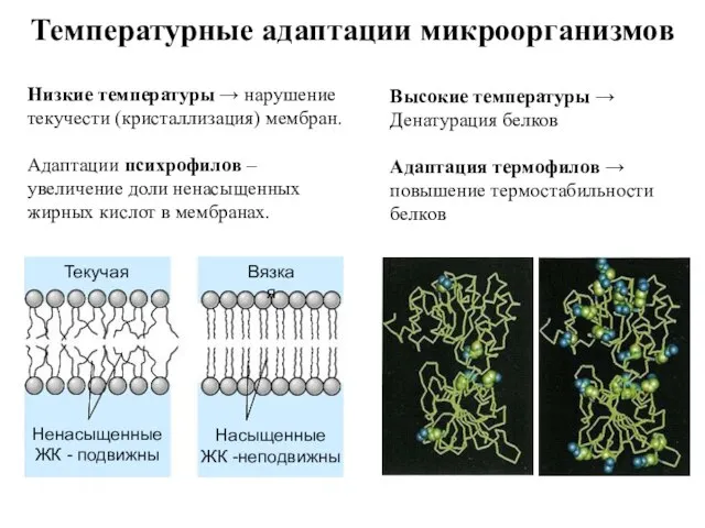 Температурные адаптации микроорганизмов Низкие температуры → нарушение текучести (кристаллизация) мембран. Адаптации психрофилов