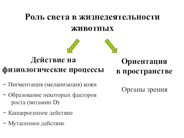 Роль света в жизнедеятельности животных Действие на физиологические процессы Ориентация в пространстве