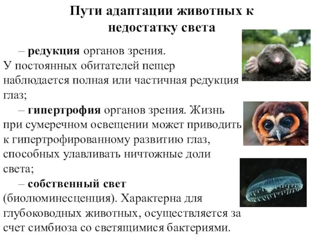 Пути адаптации животных к недостатку света – редукция органов зрения. У постоянных