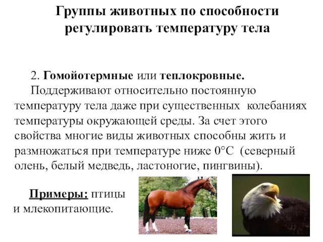 2. Гомойотермные или теплокровные. Поддерживают относительно постоянную температуру тела даже при существенных