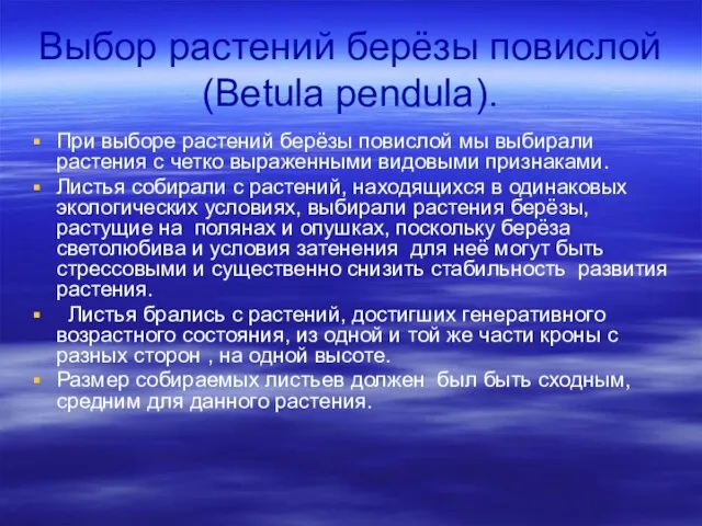 Выбор растений берёзы повислой (Betula pendula). При выборе растений берёзы повислой мы