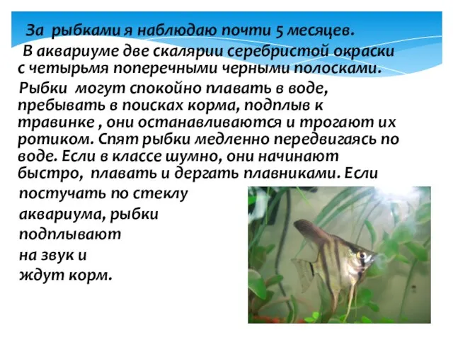 За рыбками я наблюдаю почти 5 месяцев. В аквариуме две скалярии серебристой