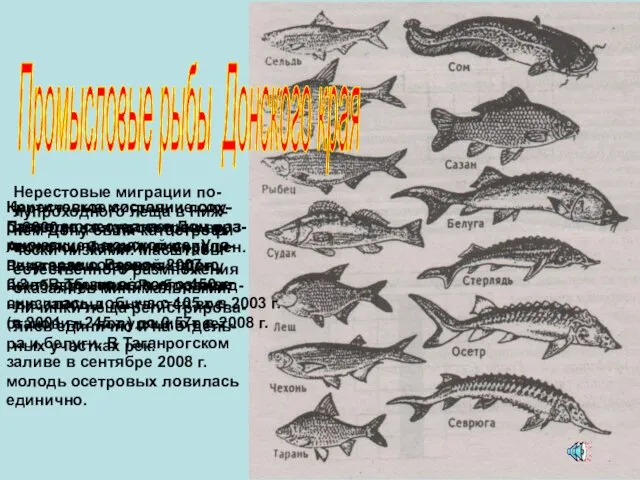 Промысловые рыбы Донского края С 2000 года лов осетров в Азовском бассейне
