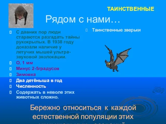 Рядом с нами… С давних пор люди стараются разгадать тайны рукокрылых. В